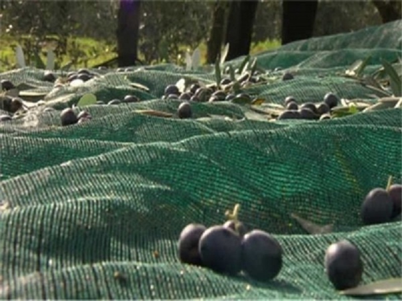 Zeytin toplama filesi uygulama