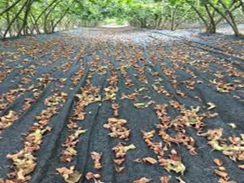 Fındık toplama filesi fabrikası - hasat filesi üretim