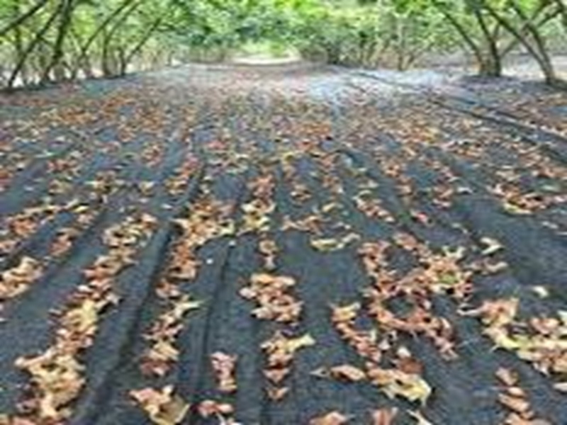 Zeytin hasat filesi yeşil